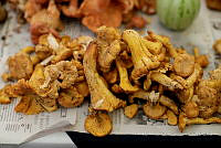 IMDOC Hong 0111 Cantharellus sp..jpg