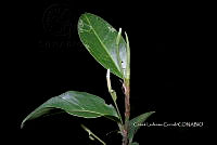 Zongo 0235 Anthurium sp..jpg