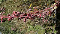 LCF0216 Echeveria gibbiflora.jpg