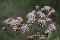 PNQ 0016 Acourtia thurberi.jpg