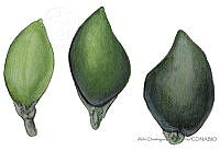 ADDLT0022 Avicennia bicolor.JPG