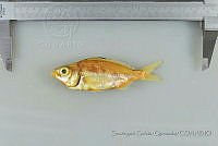 SGQ2662 Eucinostomus currani.jpg