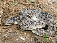 VHL0242 Hypsiglena slevini.jpg