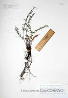LAC022  Pellaea ternifolia ssp. arizonica.JPG