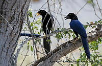 AAKVDH 0150 Cyanocorax beecheii.JPG