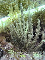 NE018 0073 Pterogorgia.jpg