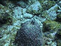 NE018 0893 faviidae y Spirobranchus giganteus.jpg