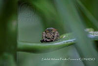 ZAPF0164 Paraphidippus aurantius.jpg