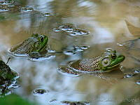 CGL1359 Lithobates catesbeianus.jpg