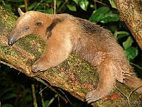 ILT0046 Tamandua mexicana.jpg