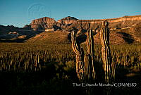 TEM003 La Paz, Baja California Sur.jpg