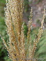 OTV4658 Muhlenbergia robusta.jpg