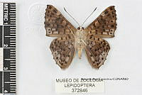 JF018 0617 Lasaia agesilas callaina.jpg