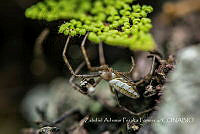 ZAPF0534 Araneae.jpg