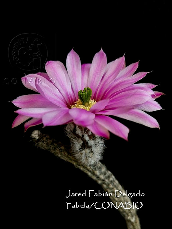 MN6PyH0031%20Echinocereus%20poselgeri.jpg.4yekroX0MeF eYljQA3g0JtbmFja29CbnFuZ3NAbXJ6LGtwZwA.SFv6HDteXr