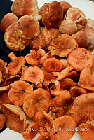 IMDOC Hong 0144 Lactarius sp..jpg