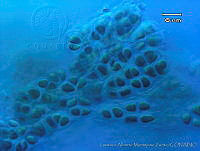 UNAMGAMZ-25 Cyanodermatium gelatinosum.jpg