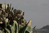 PRB0076 Zenaida macroura.jpg
