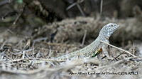 AAKVDH 0374 Callisaurus draconoides.JPG