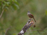 MGaves 1175 Aimophila rufescens.jpg