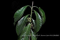 Atleq 0067 Parathesis psychotrioides.jpg