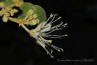 EMA052 Quadrella asperifolia.jpg