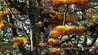 LCF0323 Grevillea robusta.jpg