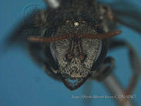 JAMR1284 Nannotrigona perilampoides.jpg