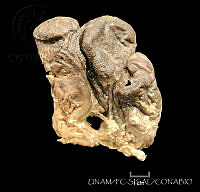 UNAM_FC-SISAL-0507 Erylus trisphaerus.jpg