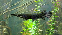 LCF0468 Lepisosteus sp..jpg