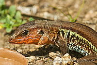 CNS1336 Holcosus undulatus.jpg