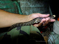 JDL0182 Crocodylus moreletii.jpg
