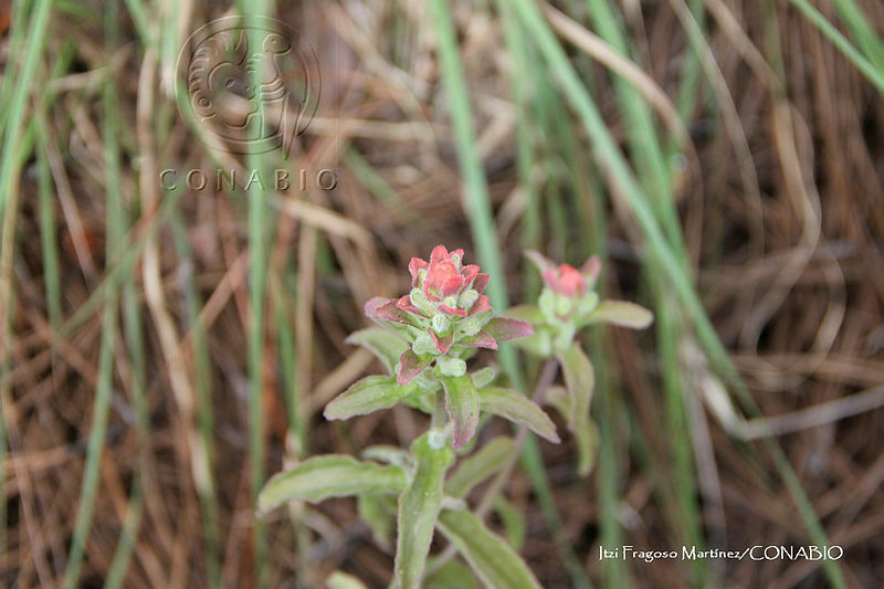 Proy%20JF091%200097%20Castilleja%20arvensis.JPG.nyehxbz1MYmdkxdjQA3g0JtbmFja29CbnFuZ3NAbXJ6LGtwZwA.GntYkcFCvr