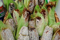 IMDOC Hong 0146 Ustilago maydis.jpg