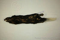 FXGC0018 Conepatus semistriatus.jpg