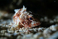 DP09 Scorpaena plumieri.jpg