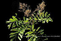 Atleq 0045 Senna sp..jpg