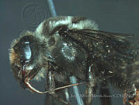 JAMR1259 Melitoma segmentaria.jpg