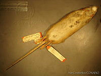 NGR0177 Oryzomys couesi.jpg