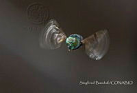 SB001 Euglossa sp..jpg