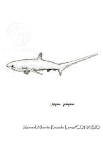 MARL0030 Alopias pelagicus.jpg