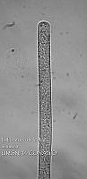 NE002 0084 Oscillatoria tenuis_40X_1.jpg