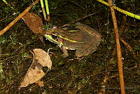 NJL001 Lithobates brownorum.jpg