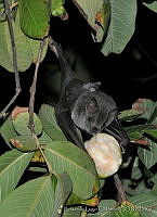 ELC0091 Artibeus jamaicensis.jpg