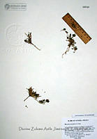 DZAJ013 Phacelia arizonica.JPG