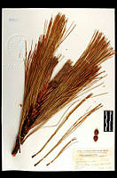 102007 Pinus arizonica.jpg