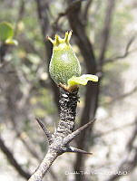 OTVHK040-836 Randia.TIF