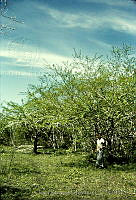 4436 Crescentia alata.jpg