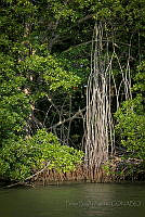 FBA0523 Rhizophora mangle.jpg