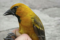 MGaves 544 Icterus gularis.jpg